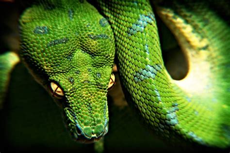 10 Most Beautiful Snakes In The World Depth World