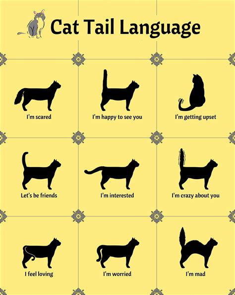 Home Blend Of Bites Cat Tail Language Cat Language Cat Behavior