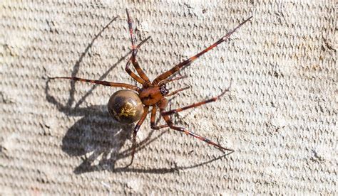 Heres Why False Widow Spiders Are Spreading Everywhere