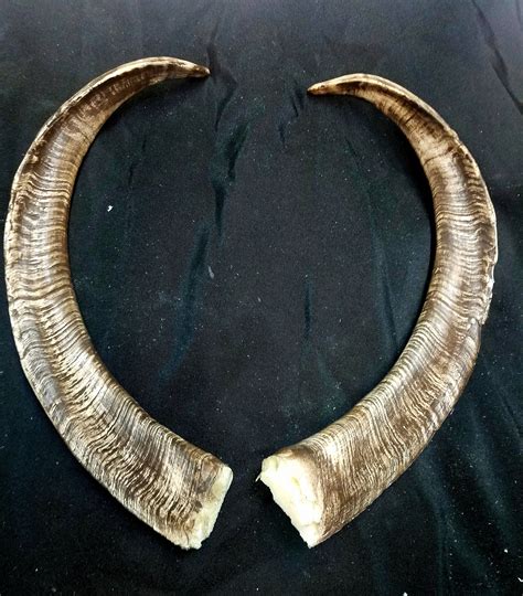 Replica Goat Horns Large
