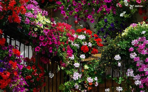 Geranium Flower Gardens High Resolution Widescreen 1280 X