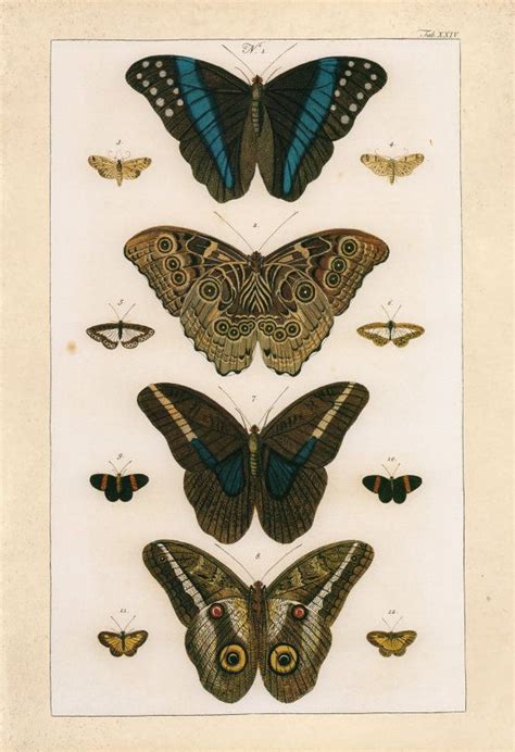 Vintage Butterfly Print High Quality Reproduction Nature Etsy Canada