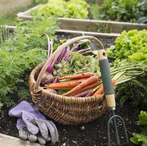 8 Fall Veggies You Should Plant In Your Garden Come August Planting