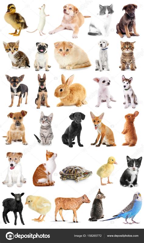 Baby Animals Collage Collage Of Cute Baby Animals On White Background