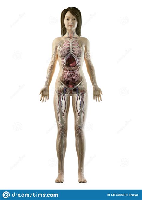 Human anatomy help you in basic and detail information about human body. Een Aziatische Anatomie Van Het Wijfjes Volledige Lichaam ...