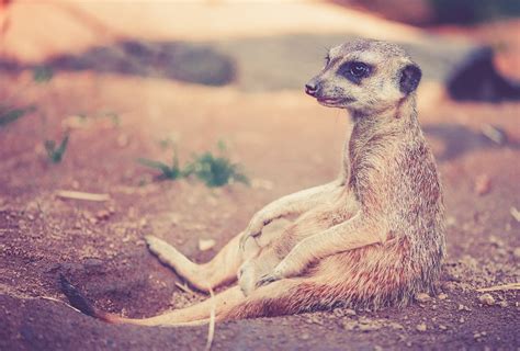 Top 10 Interesting Facts About Meerkats Depth World