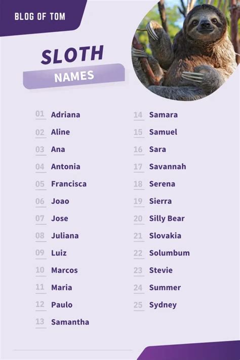 169 Super Sloth Names Good Cute Funny Naming Ideas