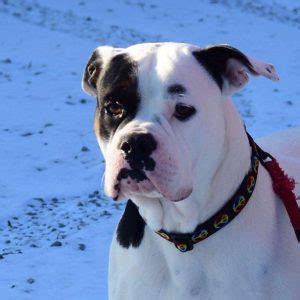 In an unregulated market where there is pretty much nothing you can do when you're. American Bulldog Rescue - 501C3 Not-for-Profit Dog Rescue ...