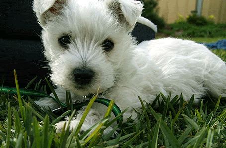 west highland white terrier graphics pictures images  myspace layouts