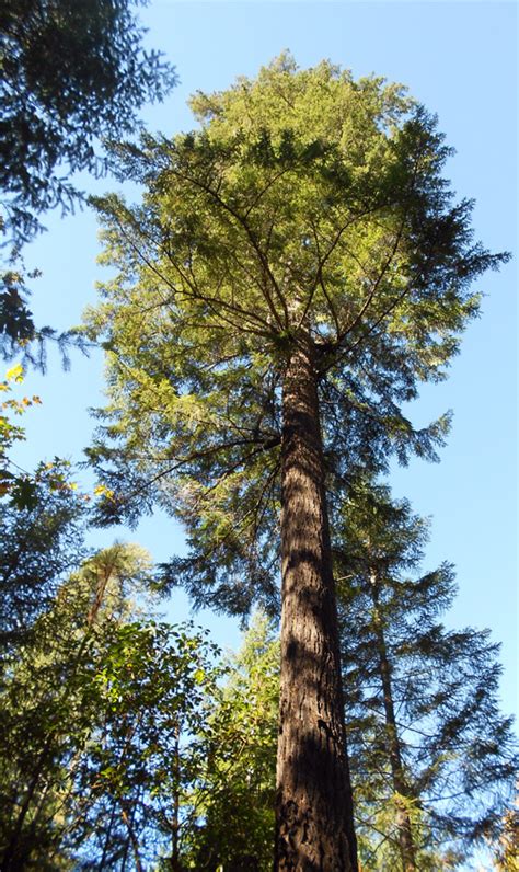 Douglas Fir Pseudotsuga Menziesii Fast Growing