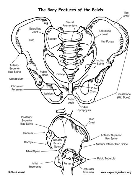 An Introduction To Skeletal System The Bones And What They Do