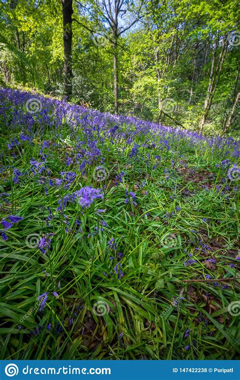 Blooming Bluebells Flower In Spring United Kingdom Stock Photo Image