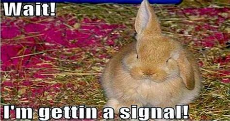 15 Hilarious Bunny Memes Will Have You Laughing All Day Long Bunny Meme