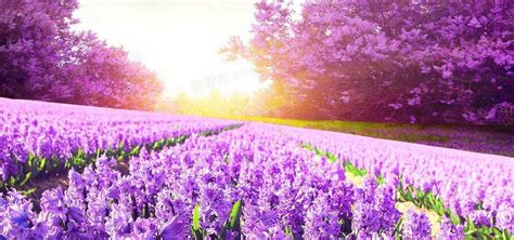 紫色花海背景图片下载1920x900像素格式编号15of0emwz图精灵