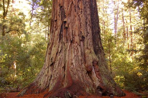 Sequoia Sempervirens Cupressaceae Sequoia Sempervirens Flickr