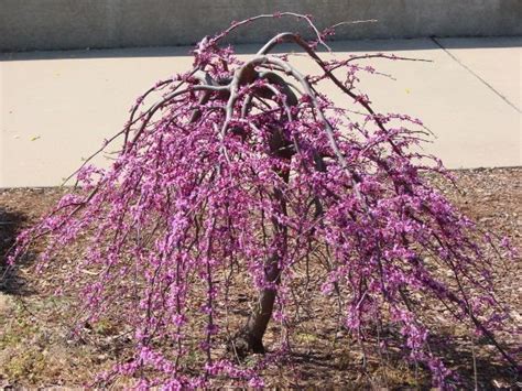 Dariusdialogue Weeping Flowering Cherry Tree Pruning I Need Some