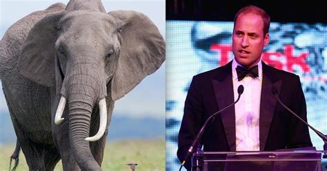 Prince William Says Elephants Will Be Extinct Soon — And Hes Right
