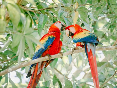 Vibrant Parrots In Costa Rica Entouriste