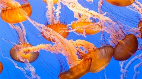 Top 5 Deadliest Jellyfish In The World