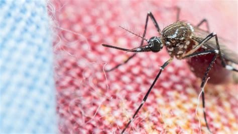 Why Are There So Many Gnats In My House 7 Reasons Pest Control