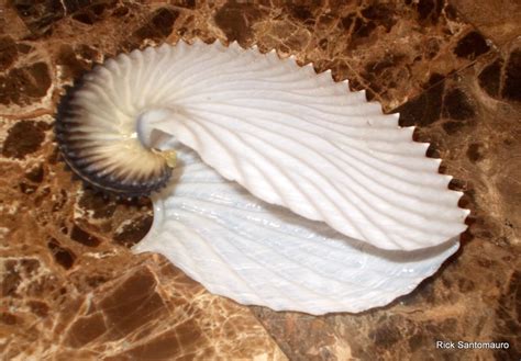 Another Paper Nautilus Found In Volusia County Blog The Beach