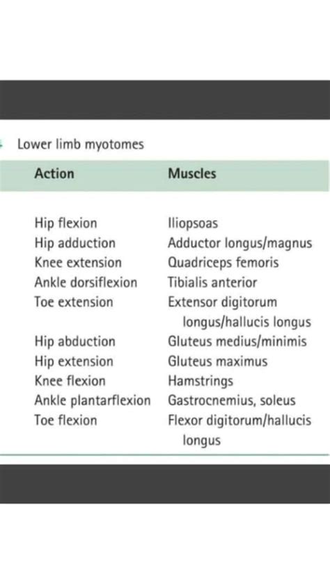Lower Limb Myotomes The Action And Muscles Involved Artofit