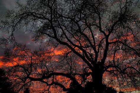 Tree Branches Dark Sky Twilight Hd Wallpaper Peakpx