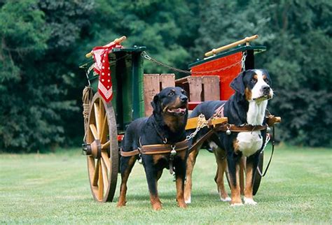 Greater Swiss Mountain Dog Compared To A Rottweiler Gorgeous Dogs Cães