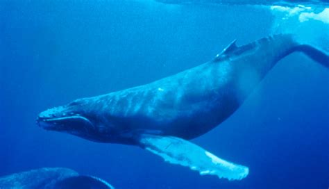 Filehumpback Whale Underwater Shot Wikipedia The Free Encyclopedia