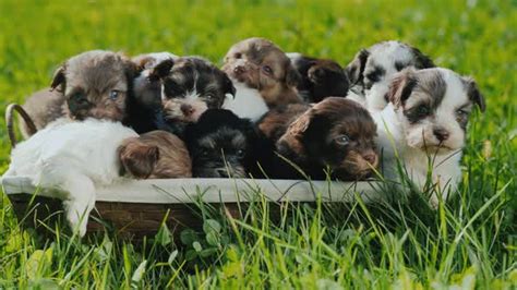 So, take a look at our. A Lot of Cute Blue-eyed Puppies in a Basket, Which Stands on the Green Grass by StockSeller