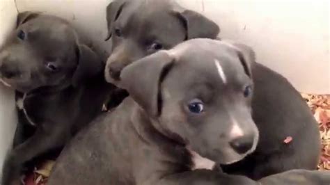 Blue Nose Pit Bull Puppies Blue Nose Pitbull Puppy For Sale In Omaha