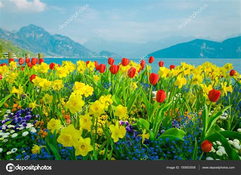 Beautiful Flowers Over Lake Lucerne Stock Photo By ©maglara 150653508