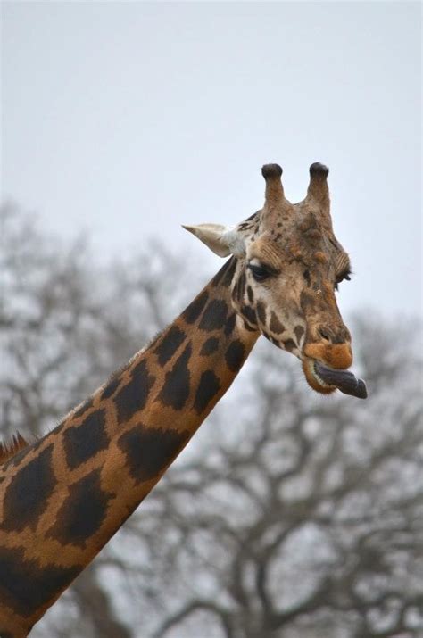 17 Best Images About Geeraf Loves Giraffe Pics On