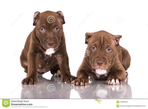 Cute puppies cute dogs dogs and puppies doggies pit bull puppies brown puppies baby dogs newborn puppies puppies tips. Two Chocolate Pitbull Puppies Stock Photo - Image of bull, domestic: 41808128