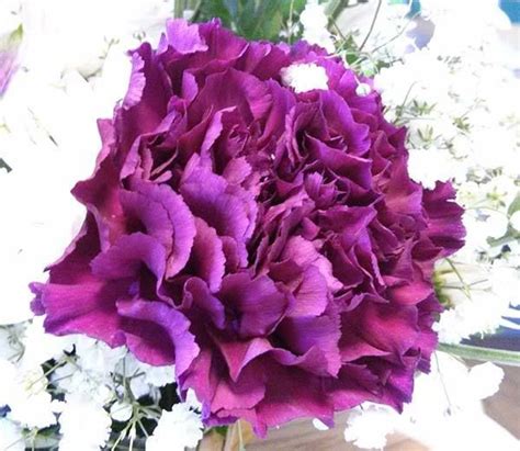 7 Most Beautiful Carnation Flowers Most Popular Flowers Purple Carnations Beautiful Flowers