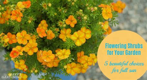 Flowering Shrubs For Your Garden 5 Beauties For Full Sun