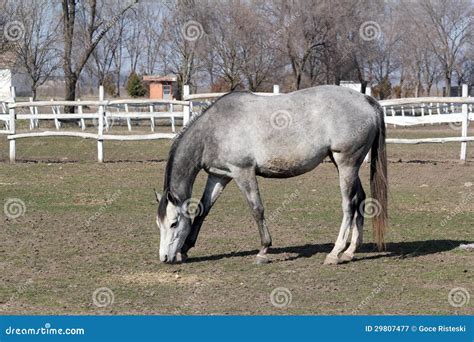 Grey Horse In Corral Stock Image Image Of Grazing Gray 29807477