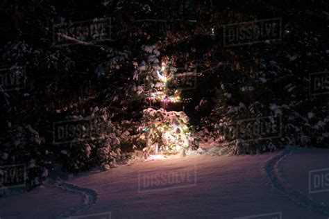 Illuminated Christmas Tree On Snow Covered Field In Forest At Night
