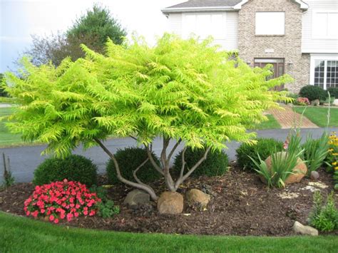 Tiger Eye Sumac Lawnsite In 2020 Ornamental Trees Landscaping