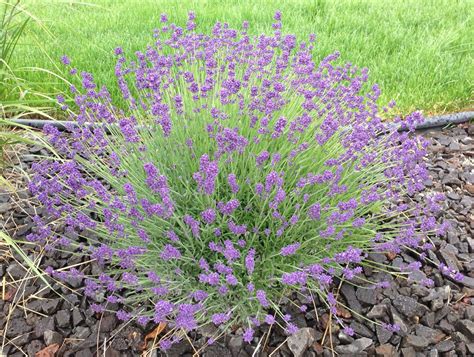 How To Grow Lavender Like The French Lavender Easy And Gardens