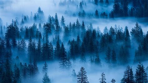 Yosemite Fog Bing Wallpaper Download