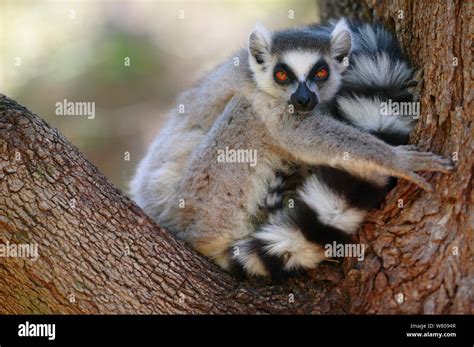 Ringed Tailed Lemur Lemur Catta With Tail Wrapped Around Baby
