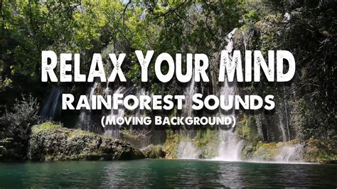 Relaxing Rainforest Sounds • 1 Hour Sleep Sounds Water Sounds