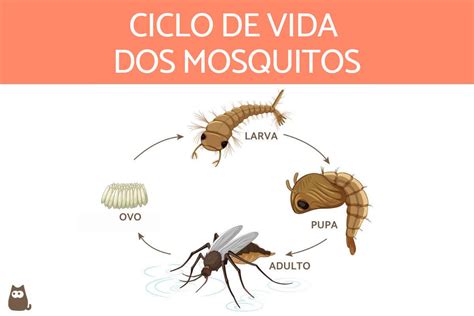 Como Os Mosquitos Se Reproduzem Ciclo De Vida Completo