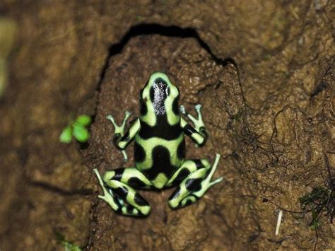 16 Beautiful But Deadly Poisonous Frogs Poison Dart Frogs Frog
