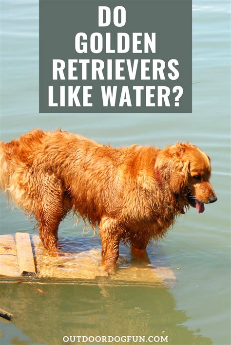 Do Golden Retrievers Like Water Golden Retriever Hiking Dogs Retriever