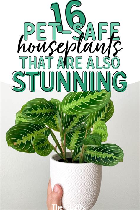 Pet Friendly Houseplants Beautiful And Safe For Your Pets