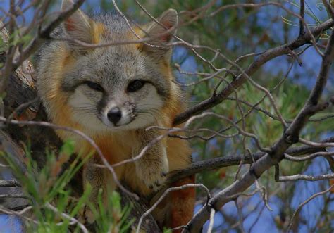 Sas Common Critters San Antonios Gray Foxes Becoming More Visible