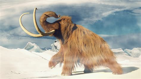 Mammoth Dna Briefly Woke Up Inside Mouse Eggs But Cloning Mammoths