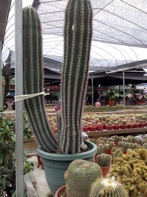 To the west, it shares part of its border with perak. Cactus point, cameron highlands, malaysia